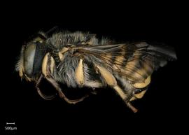  Anthidium duomarginatum nbsp;male lateral habitus, photo: Tevan Brady 
